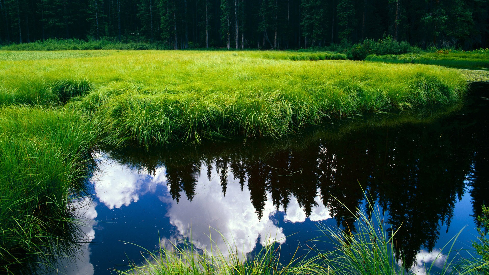 达米恩·麦肯齐：他是全黑队进攻体系中不可缺少的一环，达米特ko肯姆