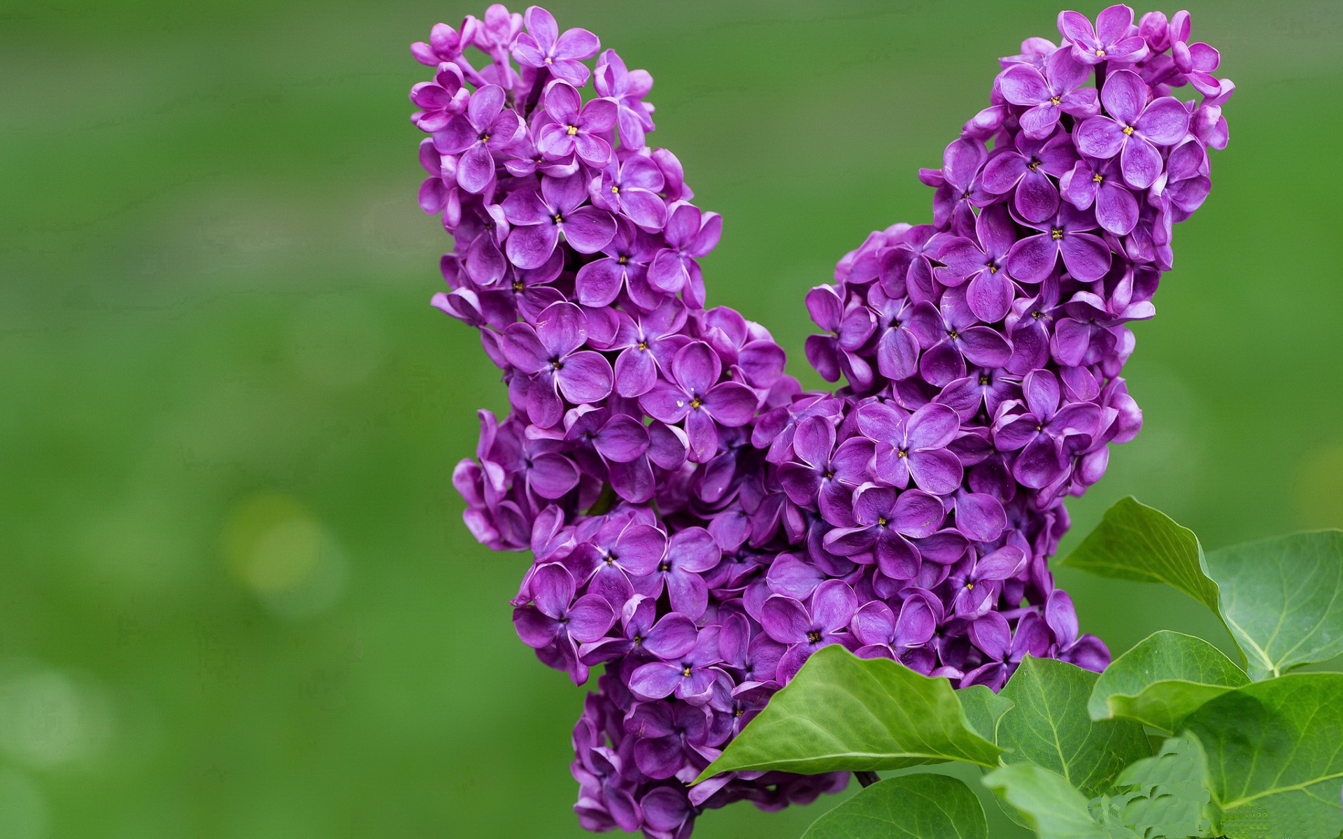 米兰体育官方网站-马尔尚完美入水引发媒体关注，马尔莫尔