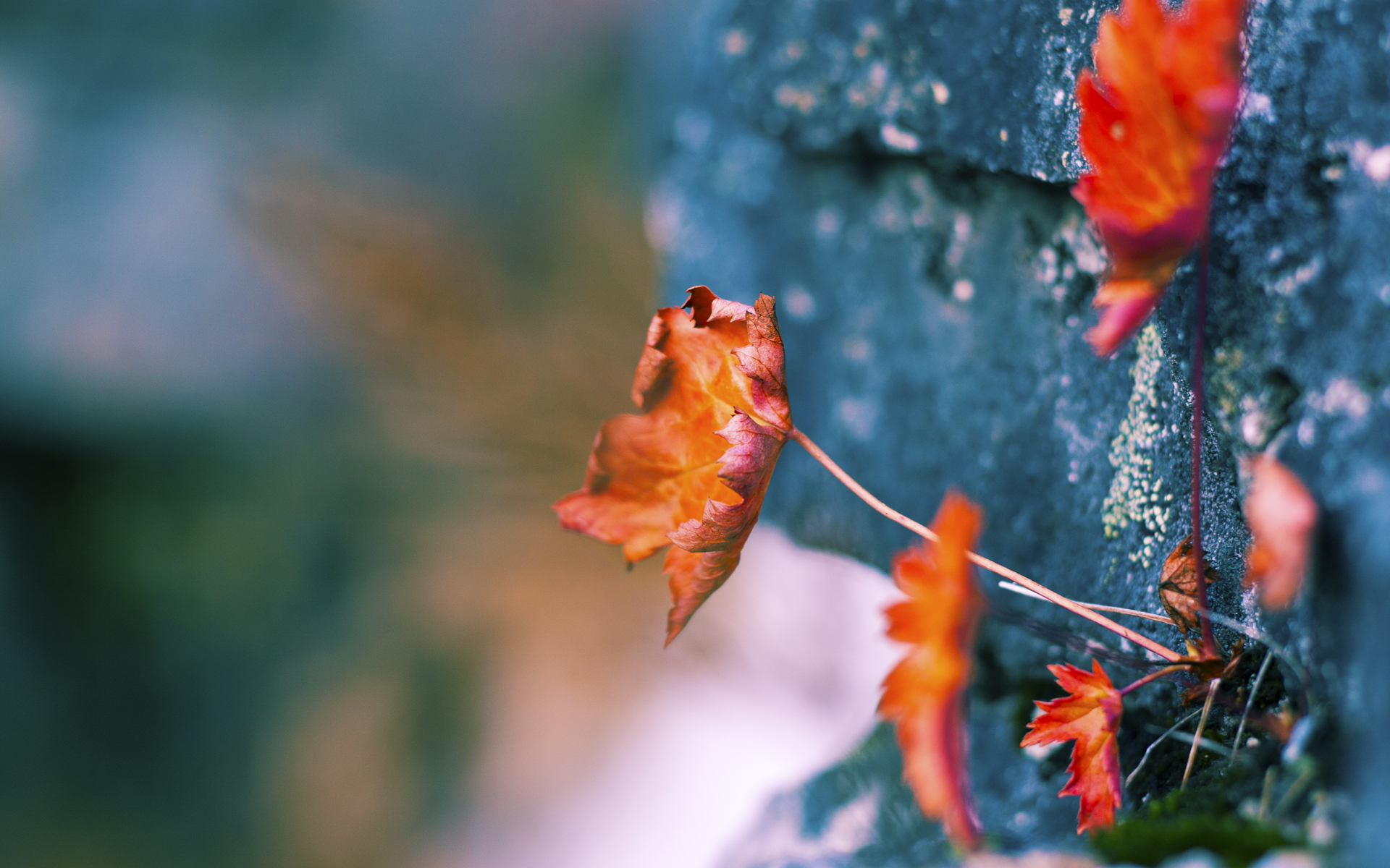 马尔尚完美入水引发媒体关注,马尔莫尔